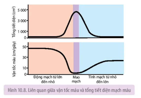 hinh-anh-bai-10-tuan-hoan-o-dong-vat-3651-4