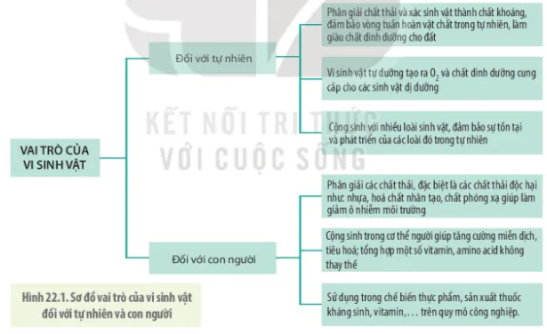 hinh-anh-bai-22-vai-tro-va-ung-dung-cua-vi-sinh-vat-3737-0