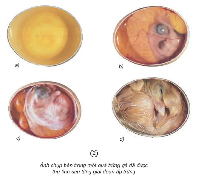 hinh-anh-bai-58-su-sinh-san-va-nuoi-con-cua-chim-1555-1