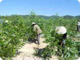 hinh-anh-bai-5-ki-thuat-trong-va-cham-soc-rung-12193-0