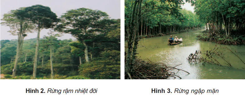 hinh-anh-bai-6-dat-va-rung-431-1