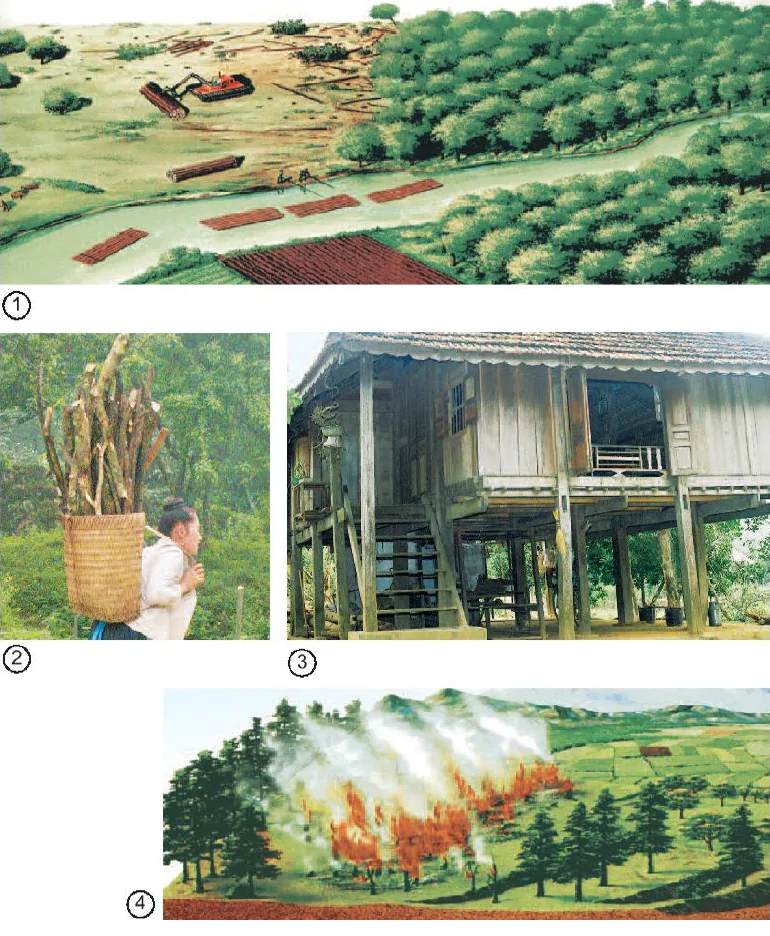 hinh-anh-bai-65-tac-dong-cua-con-nguoi-den-moi-truong-rung-1564-0