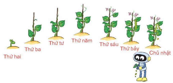 hinh-anh-bai-35-cac-ngay-trong-tuan-346-1
