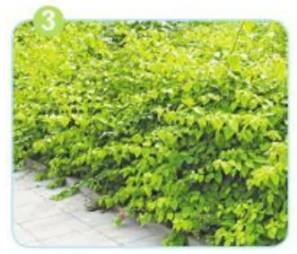 hinh-anh-bai-53-uom-1541-3