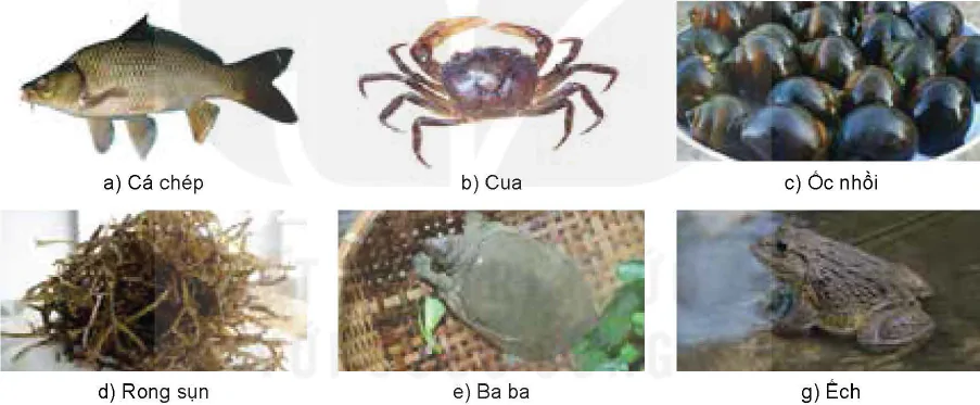 hinh-anh-bai-9-cac-nhom-thuy-san-va-mot-so-phuong-thuc-nuoi-pho-bien-12224-3