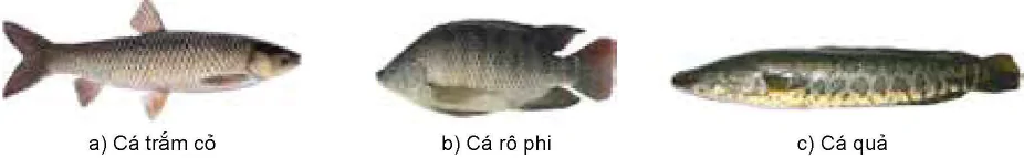 hinh-anh-bai-9-cac-nhom-thuy-san-va-mot-so-phuong-thuc-nuoi-pho-bien-12224-4