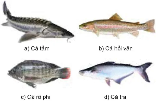 hinh-anh-bai-9-cac-nhom-thuy-san-va-mot-so-phuong-thuc-nuoi-pho-bien-12224-5