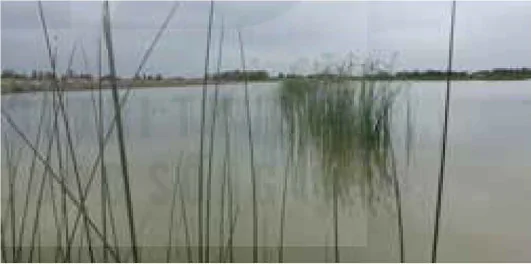 hinh-anh-bai-9-cac-nhom-thuy-san-va-mot-so-phuong-thuc-nuoi-pho-bien-12224-6