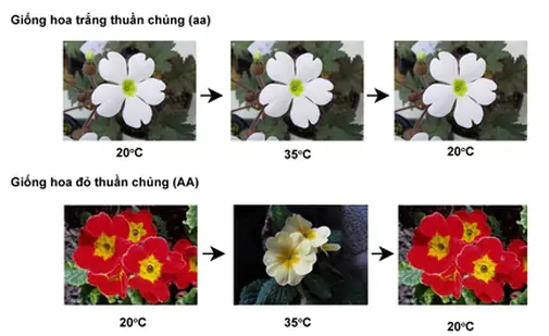 hinh-anh-bai-13-anh-huong-cua-moi-truong-len-su-bieu-hien-cua-gen-3396-0