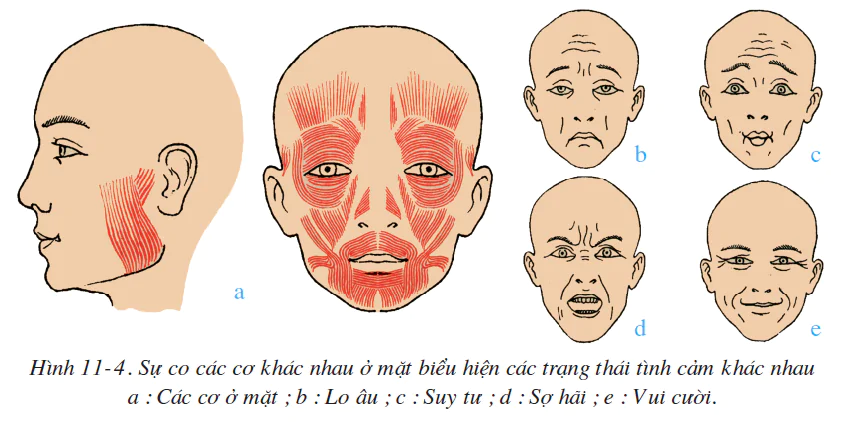 hinh-anh-bai-11-tien-hoa-cua-he-van-dong-ve-sinh-he-van-dong-2502-1