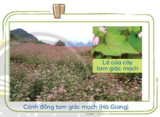 hinh-anh-hinh-tam-giac-hinh-tu-giac-1727-8
