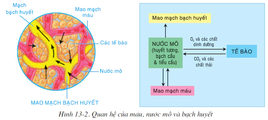 hinh-anh-bai-13-mau-va-moi-truong-trong-co-the-2505-1