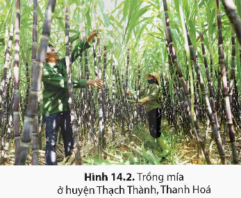hinh-anh-bai-14-bac-trung-bo-11891-1