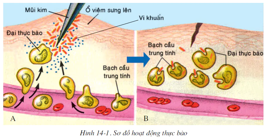 hinh-anh-bai-14-bach-cau-mien-dich-2506-0