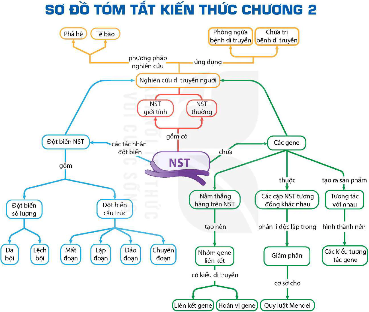 hinh-anh-bai-14-thuc-hanh-quan-sat-mot-so-dang-dot-bien-nhiem-sac-the-12954-1