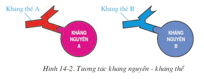hinh-anh-bai-14-bach-cau-mien-dich-2506-1