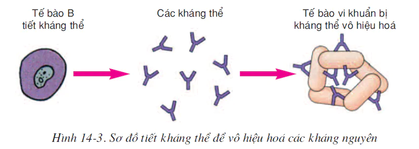 hinh-anh-bai-14-bach-cau-mien-dich-2506-2