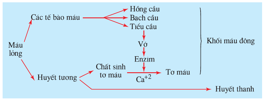 hinh-anh-bai-15-dong-mau-va-nguyen-tac-truyen-mau-2507-0