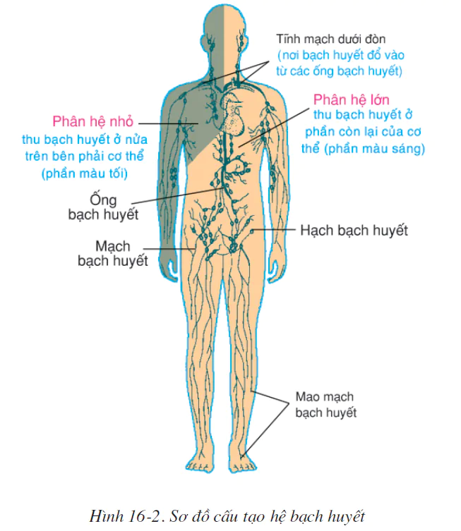 hinh-anh-bai-16-tuan-hoan-mau-va-luu-thong-bach-huyet-2509-1