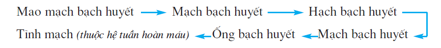 hinh-anh-bai-16-tuan-hoan-mau-va-luu-thong-bach-huyet-2509-2