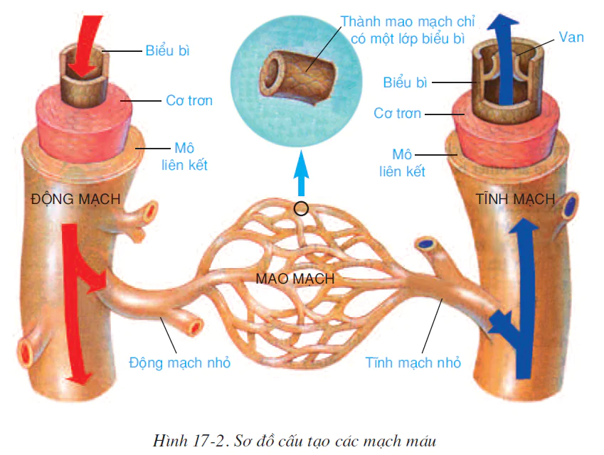 hinh-anh-bai-17-tim-va-mach-mau-2510-1