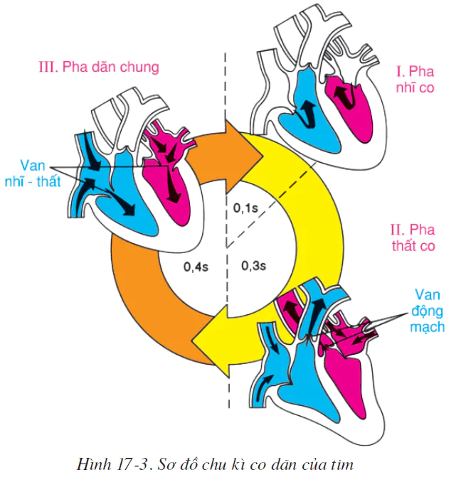 hinh-anh-bai-17-tim-va-mach-mau-2510-2