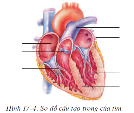 hinh-anh-bai-17-tim-va-mach-mau-2510-3