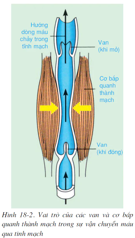 hinh-anh-bai-18-van-chuyen-mau-qua-he-mach-ve-sinh-he-tuan-hoan-2511-1