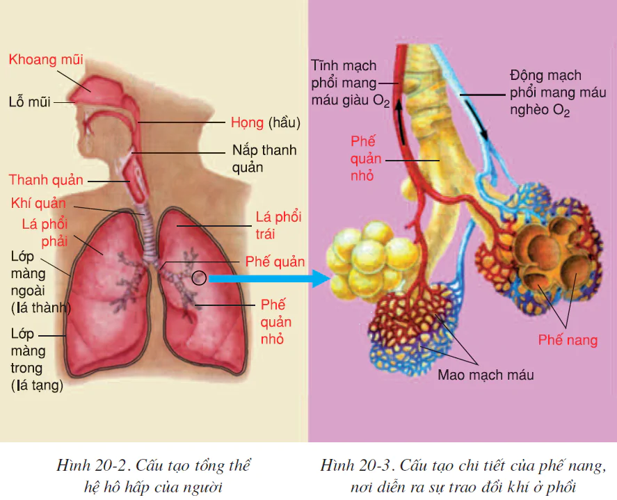 hinh-anh-bai-20-ho-hap-va-cac-co-quan-ho-hap-2513-1