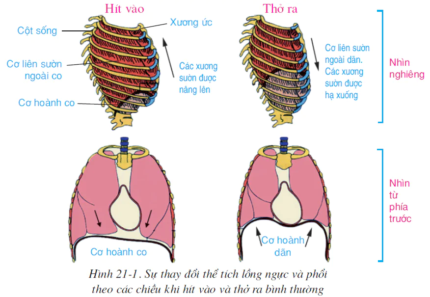hinh-anh-bai-21-hoat-dong-ho-hap-2514-0