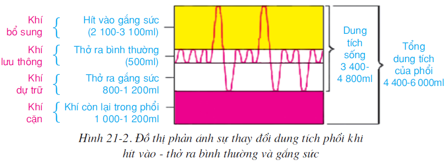 hinh-anh-bai-21-hoat-dong-ho-hap-2514-1