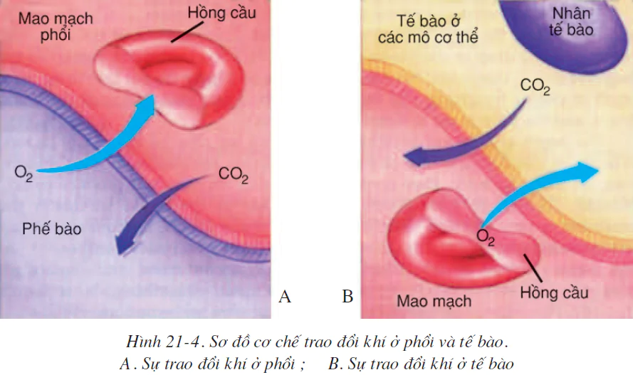 hinh-anh-bai-21-hoat-dong-ho-hap-2514-3