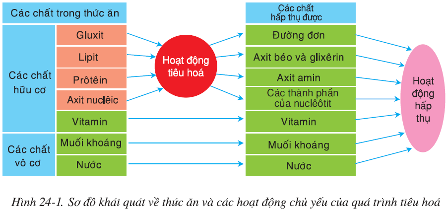 hinh-anh-bai-24-tieu-hoa-va-cac-co-quan-tieu-hoa-2518-0