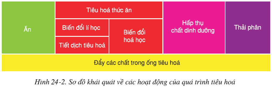 hinh-anh-bai-24-tieu-hoa-va-cac-co-quan-tieu-hoa-2518-1