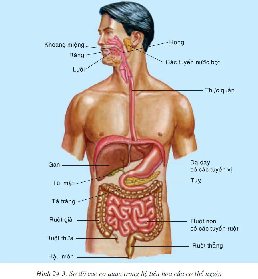hinh-anh-bai-24-tieu-hoa-va-cac-co-quan-tieu-hoa-2518-2