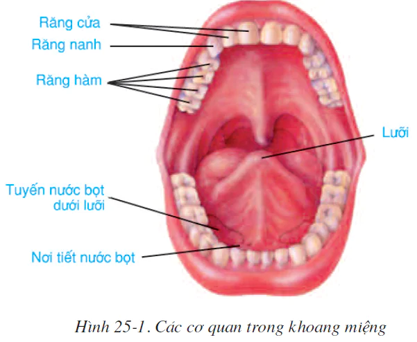 hinh-anh-bai-25-tieu-hoa-o-khoang-mieng-2519-0