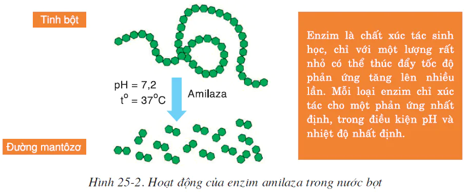 hinh-anh-bai-25-tieu-hoa-o-khoang-mieng-2519-1