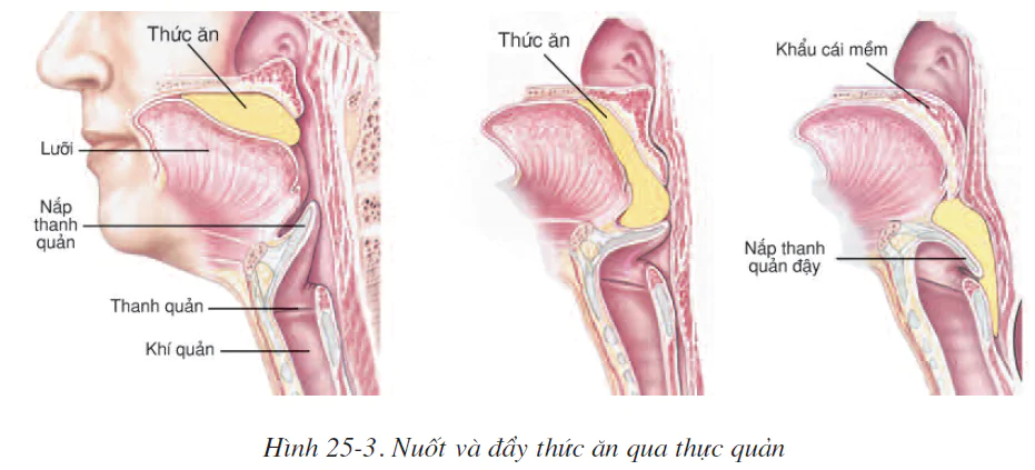 hinh-anh-bai-25-tieu-hoa-o-khoang-mieng-2519-2