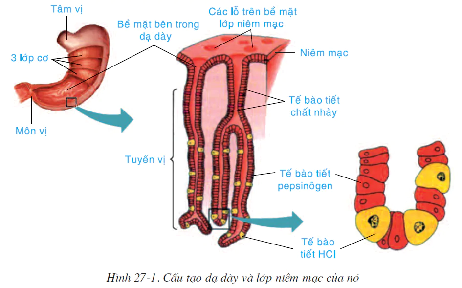 hinh-anh-bai-27-tieu-hoa-o-da-day-2521-0