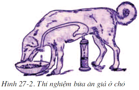 hinh-anh-bai-27-tieu-hoa-o-da-day-2521-1