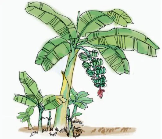 hinh-anh-tap-lam-van-on-tap-ve-ta-cay-coi-1064-0