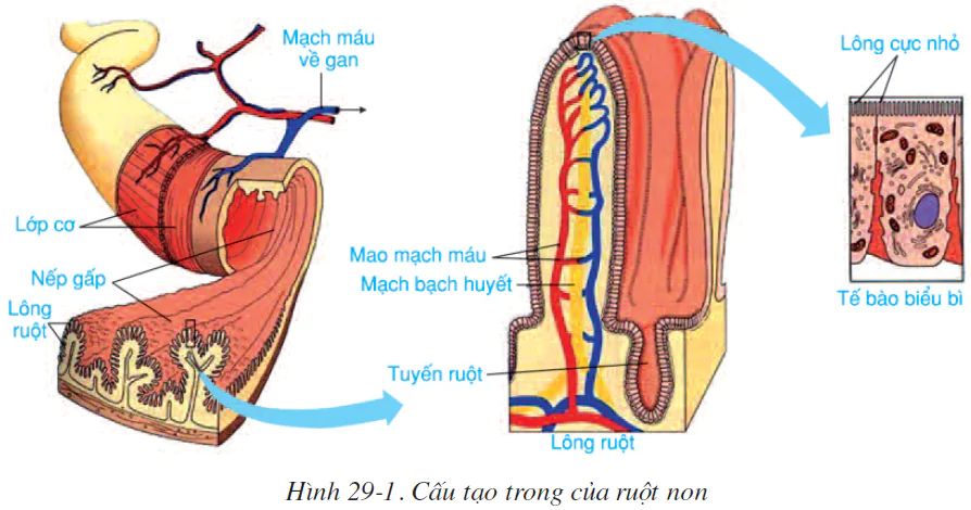 hinh-anh-bai-29-hap-thu-chat-dinh-duong-va-thai-phan-2522-0
