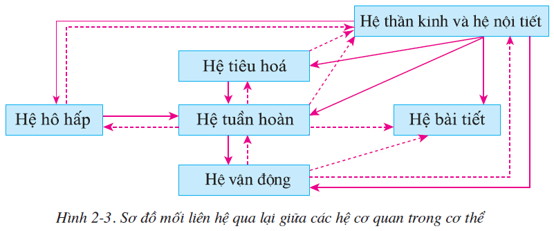 hinh-anh-bai-2-cau-tao-co-the-nguoi-2493-1