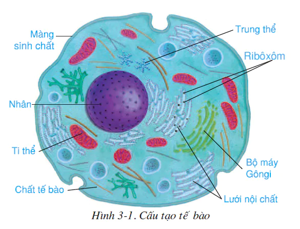 hinh-anh-bai-3-te-bao-2494-0