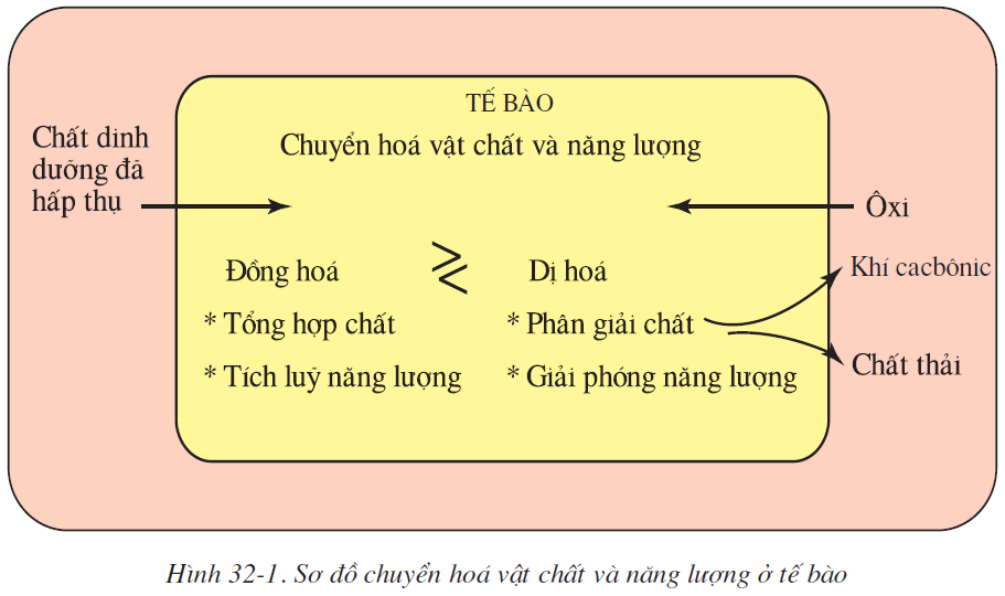 hinh-anh-bai-32-chuyen-hoa-2525-0