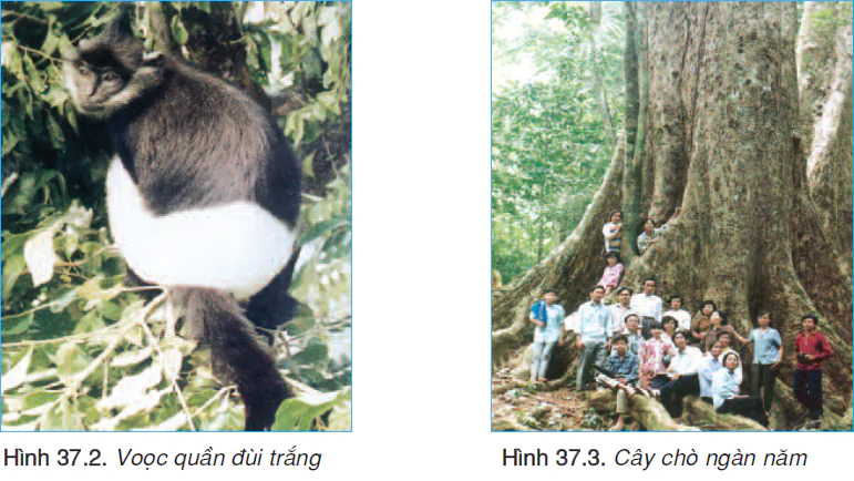 hinh-anh-bai-37-dac-diem-sinh-vat-viet-nam-2483-1