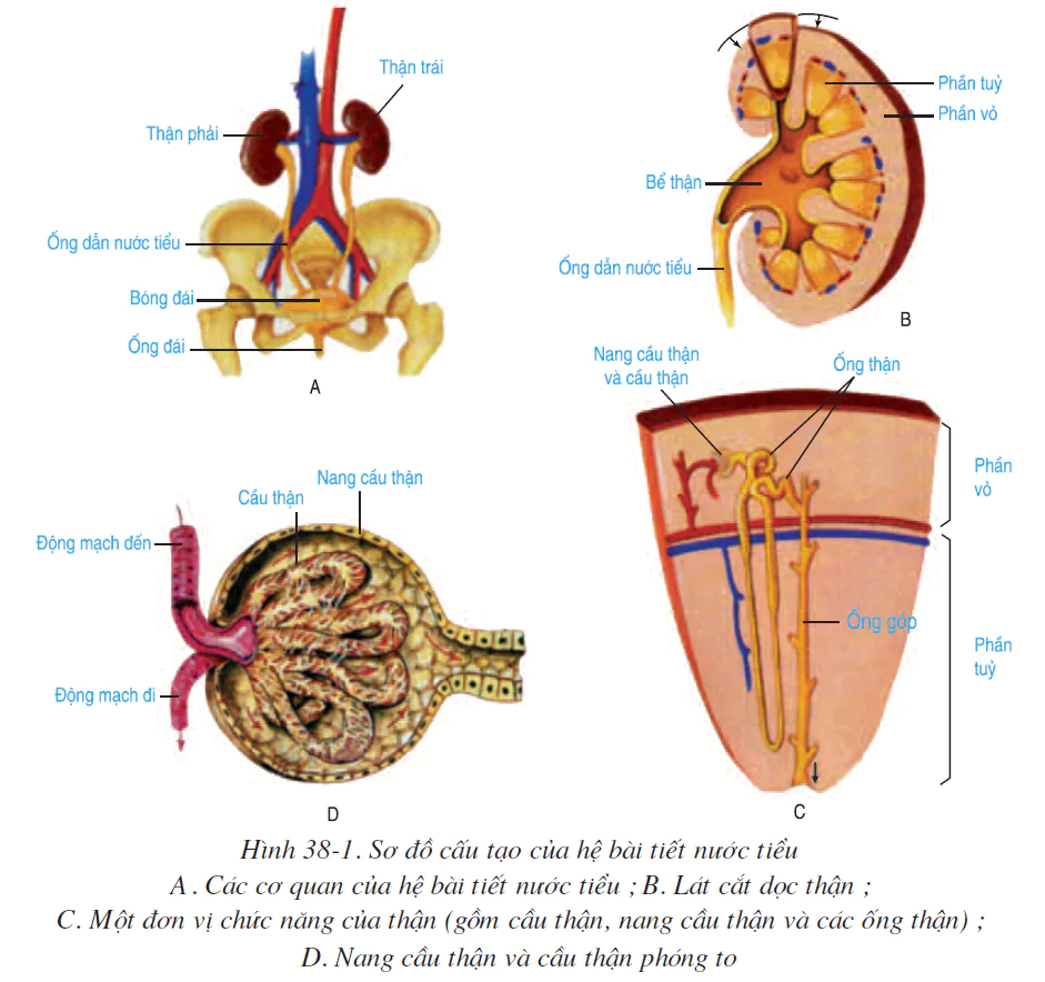 hinh-anh-bai-38-bai-tiet-va-cau-tao-he-bai-tiet-nuoc-tieu-2535-0