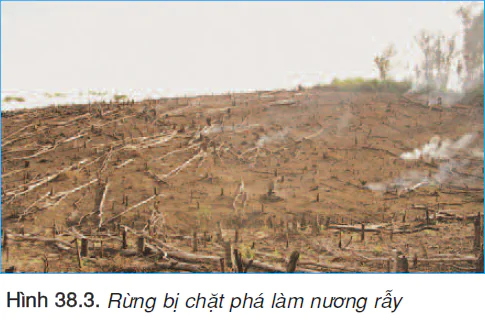 hinh-anh-bai-38-bao-ve-tai-nguyen-sinh-vat-viet-nam-2484-1