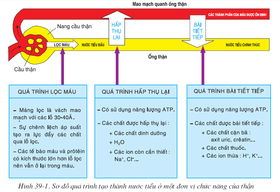 hinh-anh-bai-39-bai-tiet-nuoc-tieu-2536-0