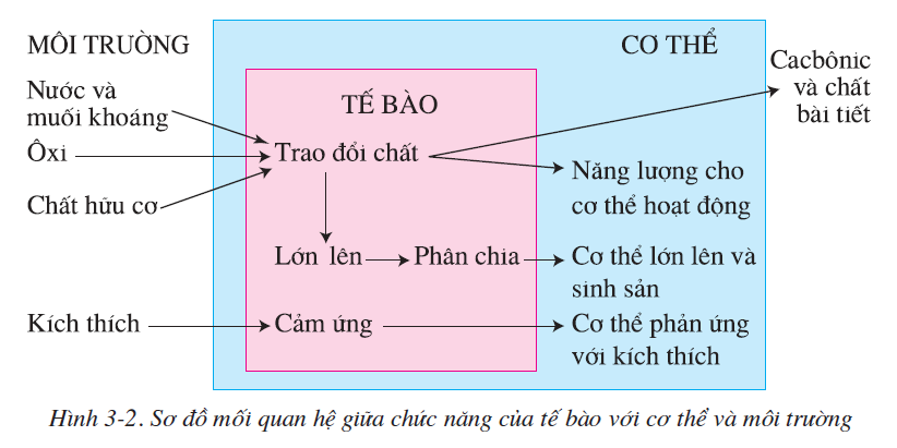 hinh-anh-bai-3-te-bao-2494-1